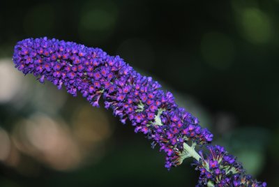 Buddleja davidii - komule davidova - květenství